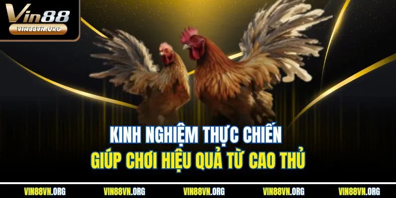 Đá Gà Thomo – Điểm Đến Ưa Thích Cho Dân Cược Tại Vin88 - HARMONY88.SURF