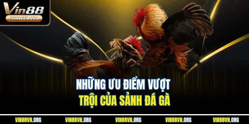 Đá Gà WS168 – Sảnh Chơi Giải Trí Đỉnh Cao Tại Vin88 - HARMONY88.SURF