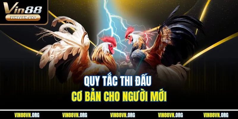 Đá Gà Thomo – Điểm Đến Ưa Thích Cho Dân Cược Tại Vin88 - HARMONY88.SURF